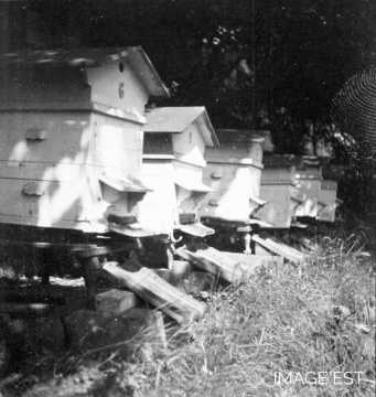 Ruches (Lorraine)