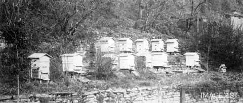 Ruches (Lorraine)