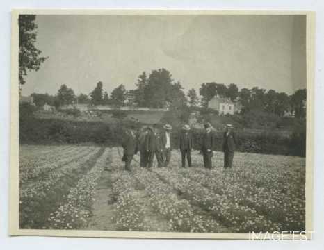 Culture de camomille (Chemillé-Melay)
