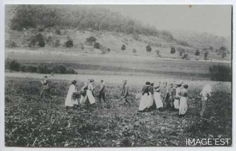 Récolte de pommes de terre (Bayonville-sur-Mad)