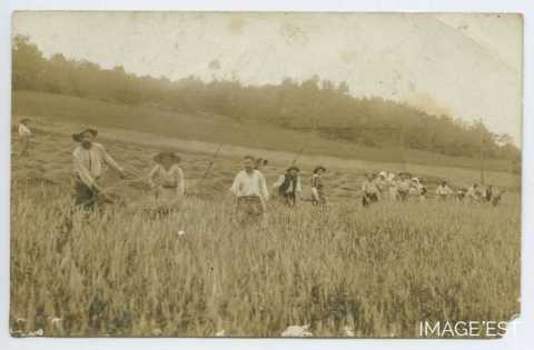 Fenaison (Bayonville-sur-Mad)