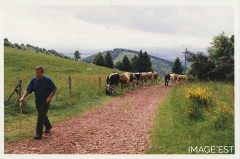 Retour du bétail (Le Tholy)