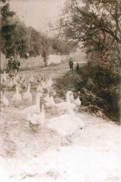 Gardienne d'oies (Arry)