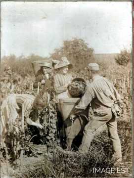 Vendanges (Arry)