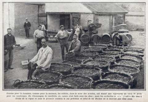 Vendanges durant la Grande Guerre (Champagne)