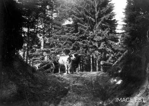 Débardage du bois (Vosges)