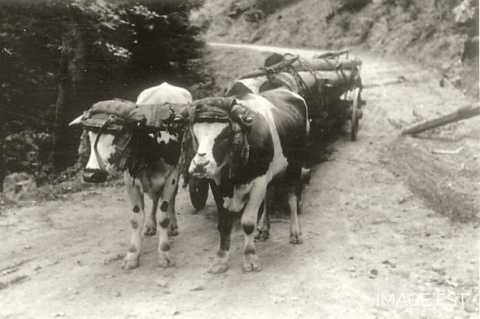 Débardage de grumes (Vosges)