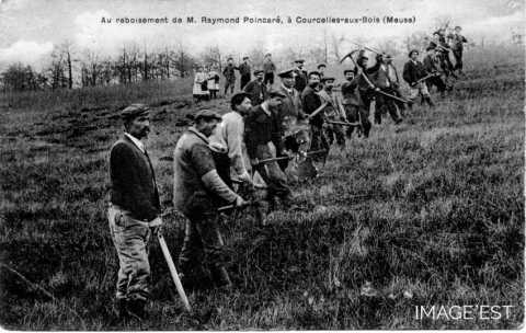 Reboisement (Courcelles-aux-Bois)