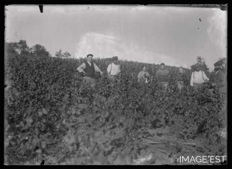 Vendanges (Amance)