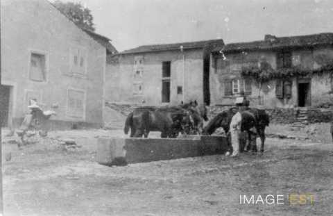 Chevaux à l'abreuvoir (Bezange-la-Petite)