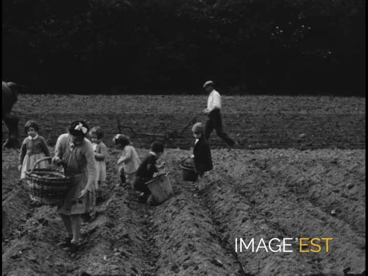 Plantation de pommes de terre