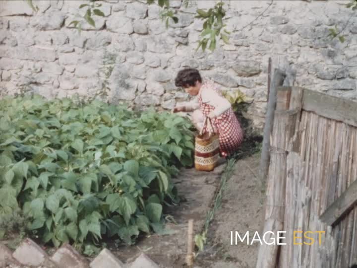 Cueillette dans le jardin