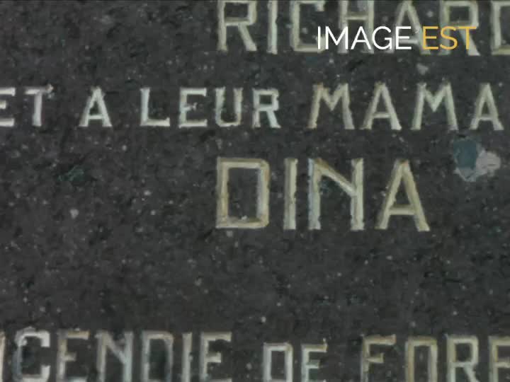 Tanneron (Var) et ses mimosas
