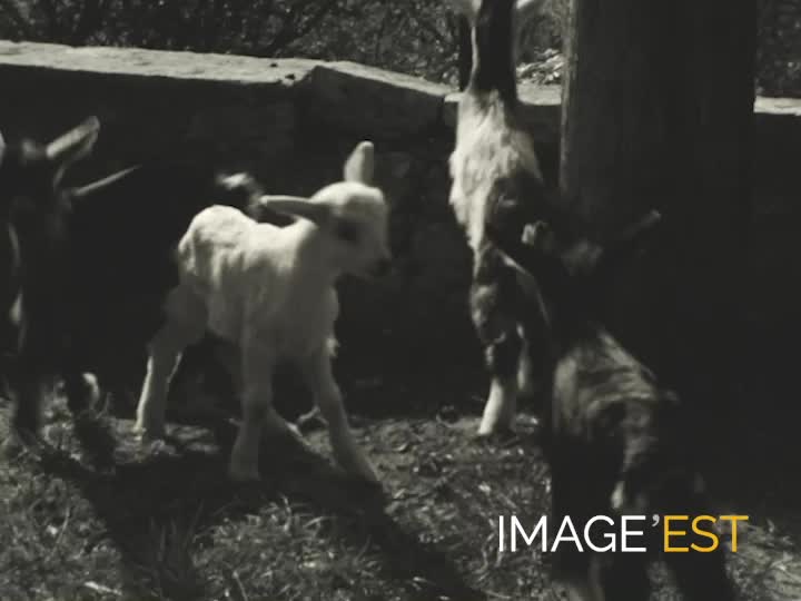 Animaux de la ferme familiale à Champey-sur-Moselle (Meurthe-et-Moselle)
