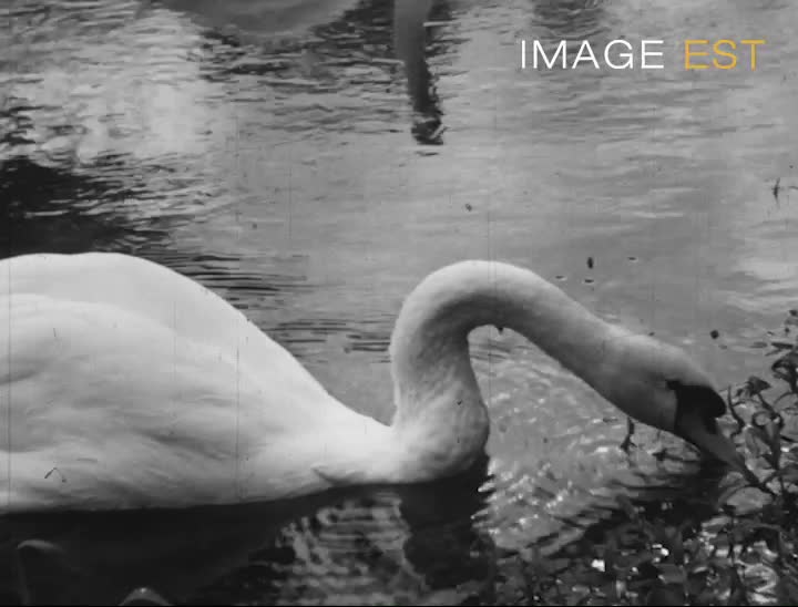  Rivière avec cygnes et feu d'artifice