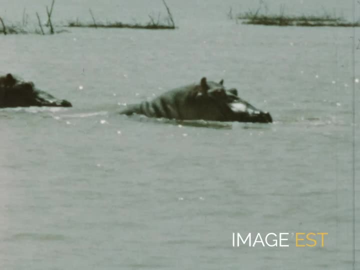 Le long du fleuve Chari (Tchad)