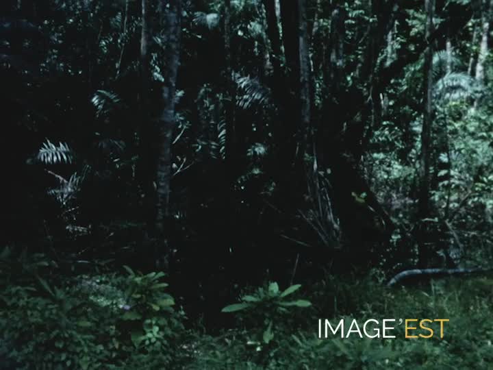 Vacances à Limbé (Cameroun)