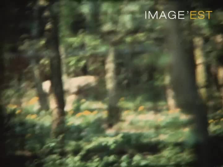 Voyage en Belgique et dans les Ardennes