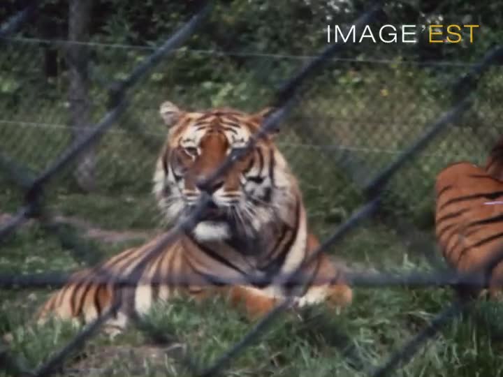 Une journée au parc zoologique de Saint-Vrain (Essonne)