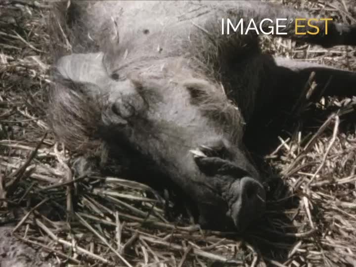 Chasse aux phacochères au Sénégal