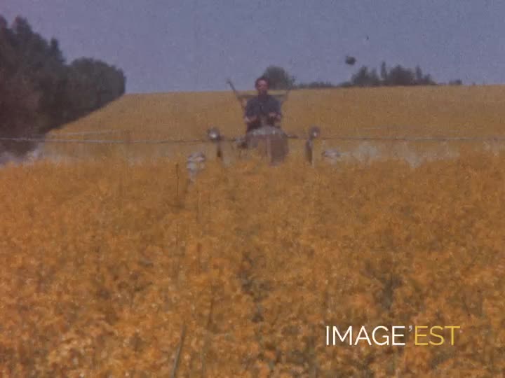 Le printemps à Saint-Hilaire-le-Grand (Marne)