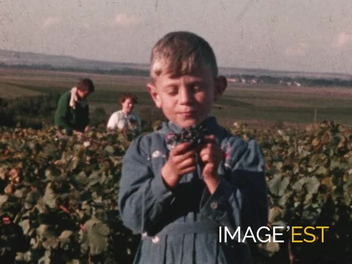 Vendanges familiale à Épernay