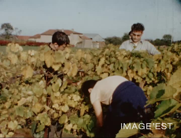 "De Vigne en Vin" à Forcelles-Saint-Gorgon