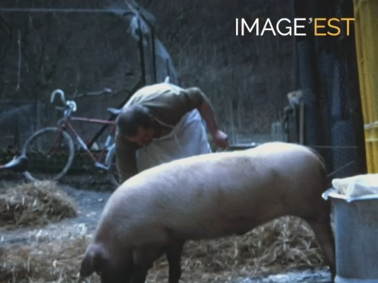 Abattage du cochon
