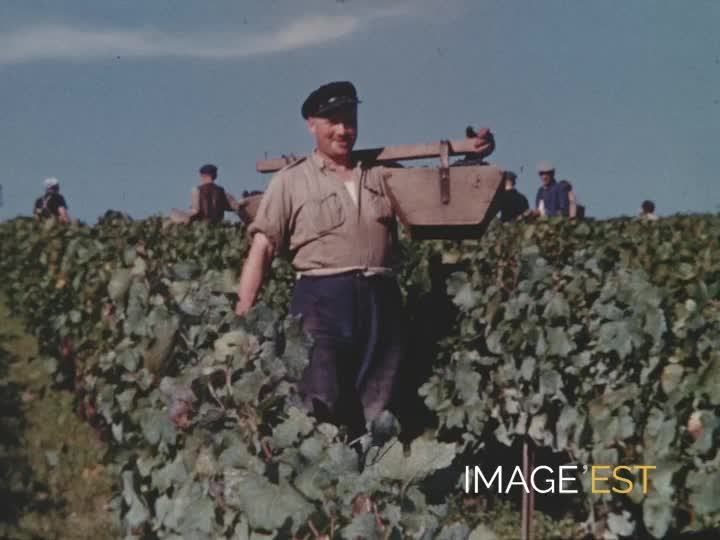 Vendanges vers Épernay (Marne)