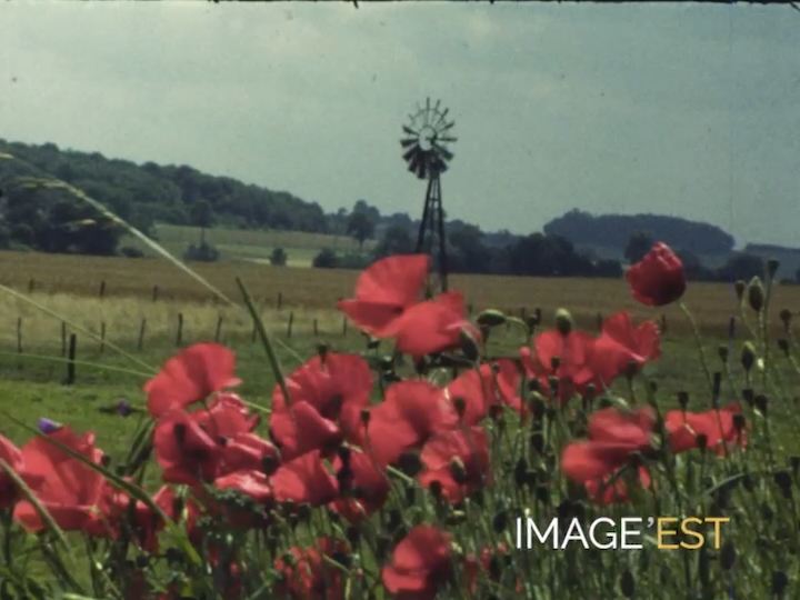 Le Parc naturel régional de la Forêt d’Orient (Aube)