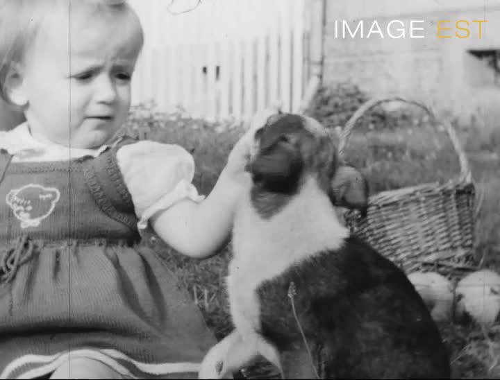 Comme chien et chat