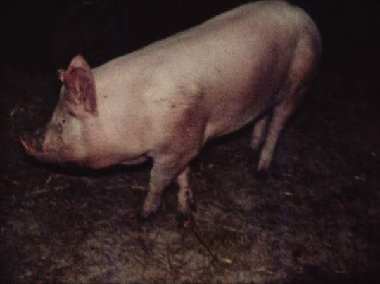 "On tue le cochon"