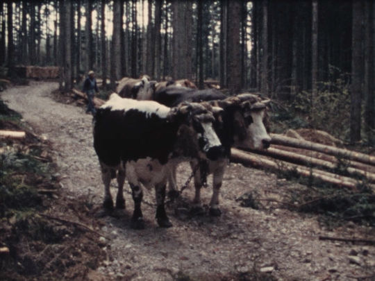 Derniers voituriers des Vosges - Attelage de boeufs (Les)
