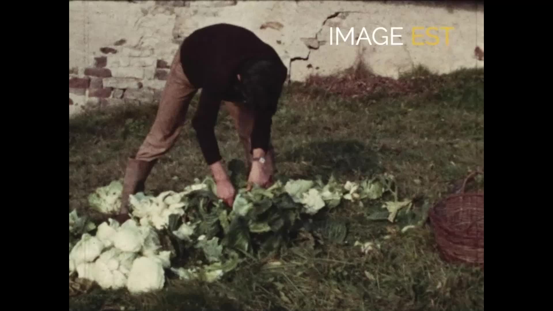 Fabrication de la choucroute (La)