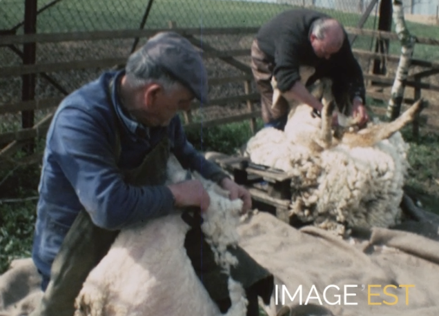 Tonte des moutons à Génicourt-sur-Meuse (Meuse)