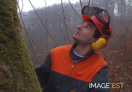 ONF “Un arbre... des causes.“
