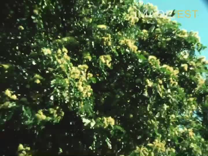 "De Séoul à Hawaii"